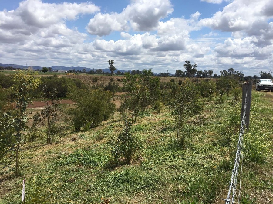 Establishment of riparian plantings